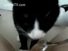 Kitty licks the muff of his owner.